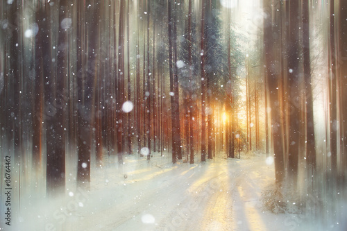 background winter forest sunny day