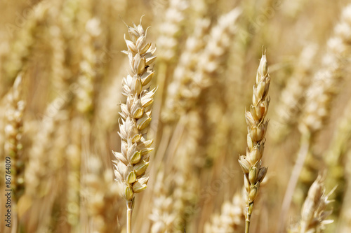 Detail of ripe wheat Spikes