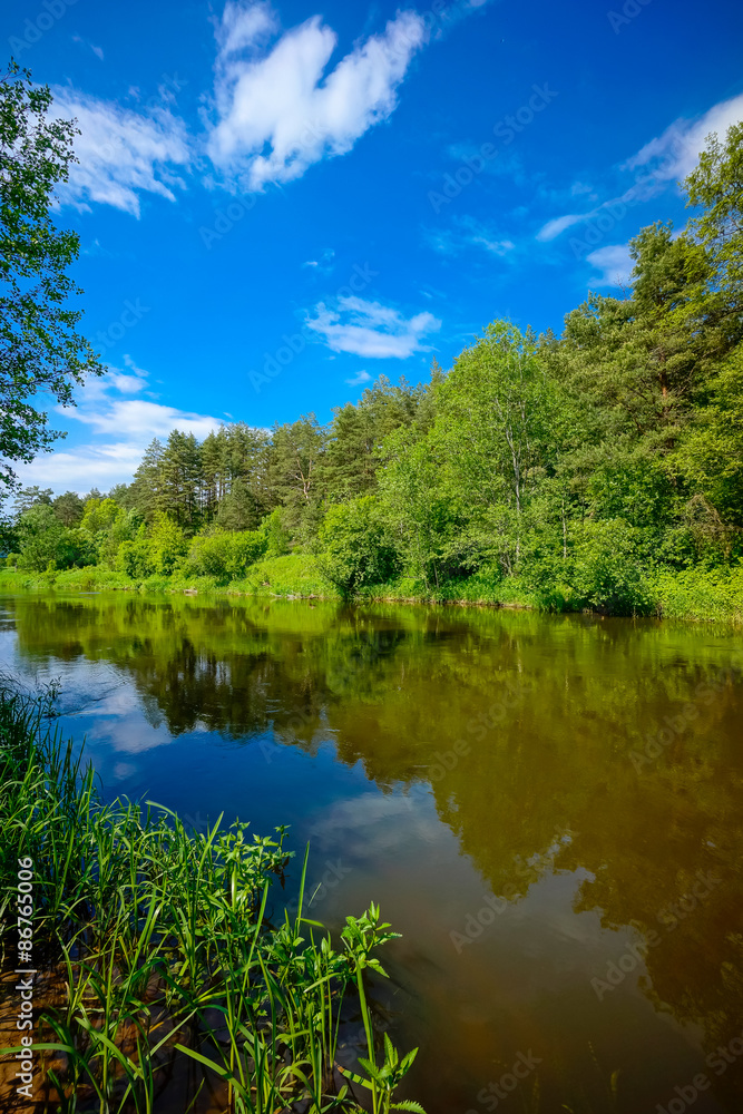 River in the forest landscape