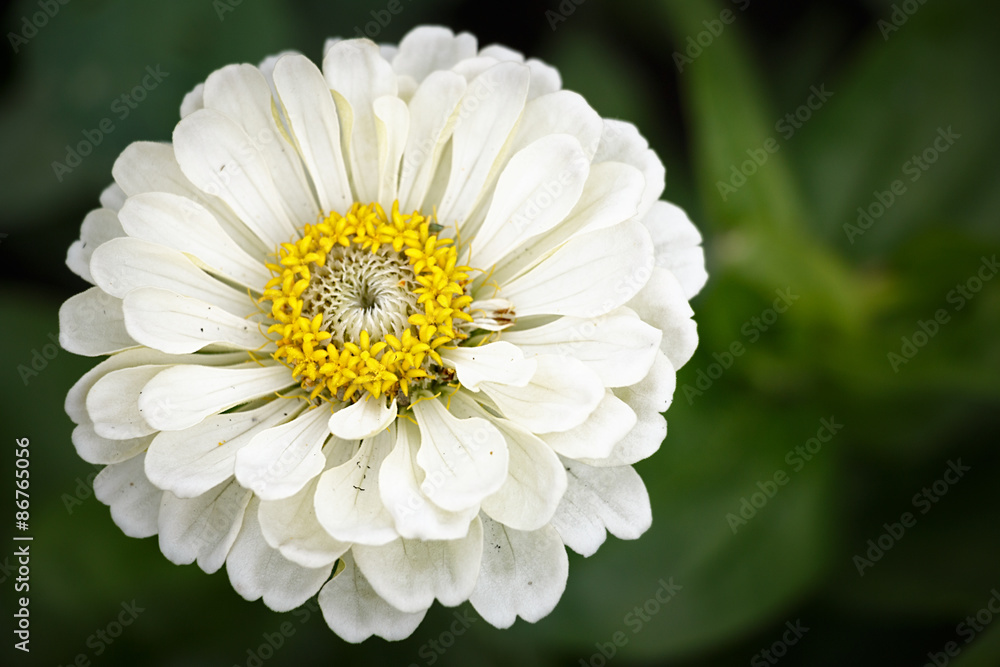 White wild flowers White wild flowers