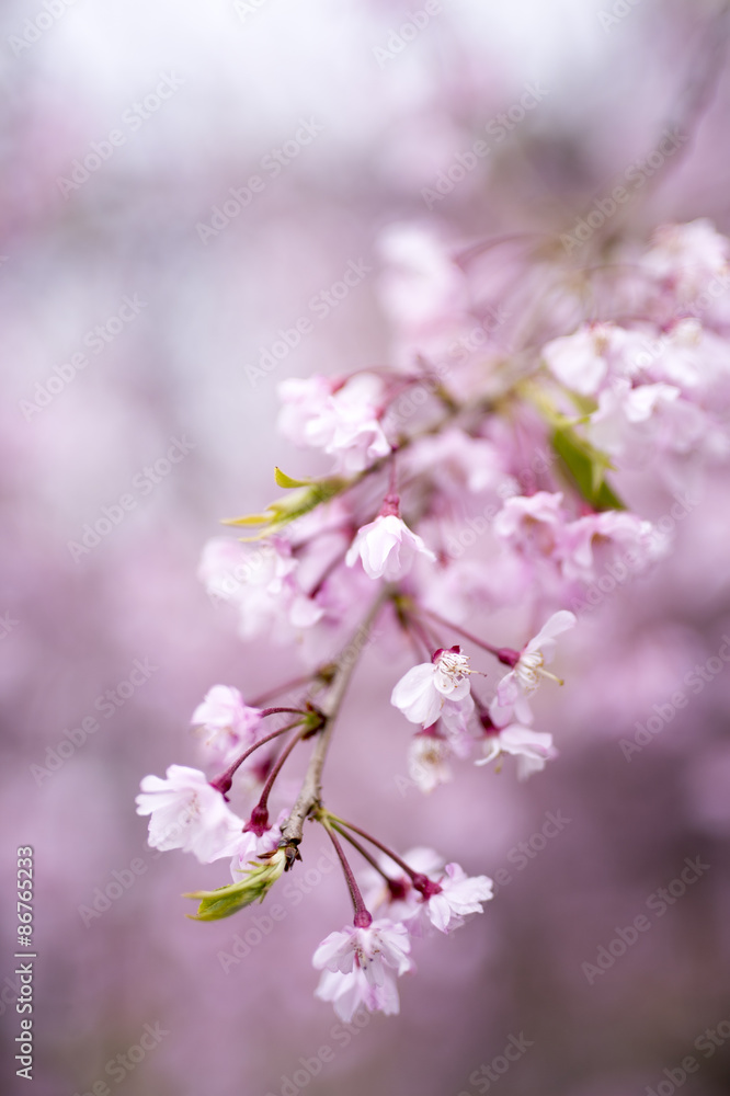 Closeup of Sakura Cherry Blossom (Prunus serrulata) Closeup of Sakura Cherry Blossom (Prunus serrulata)