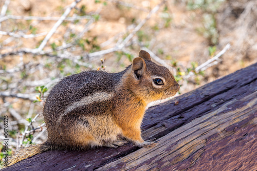 Chipmunk in the Bryce Canyon © milosk50