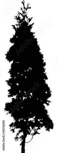 fir small tree black isolated silhouette illustration
