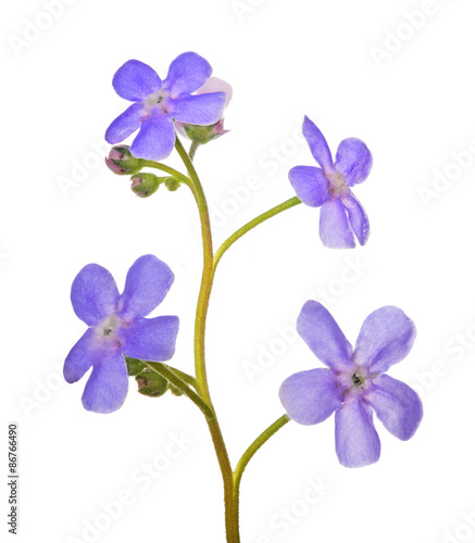 small four lilac forget-me-not flowers on white