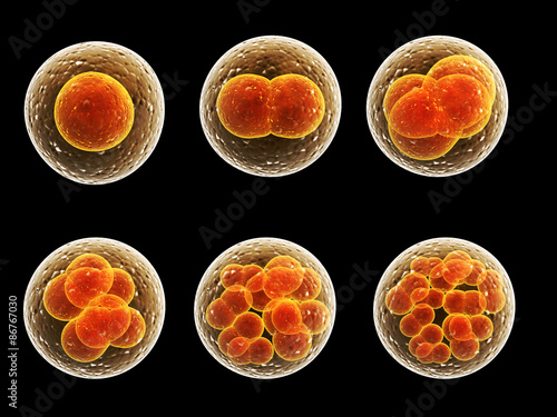 фотографія Process division of cell