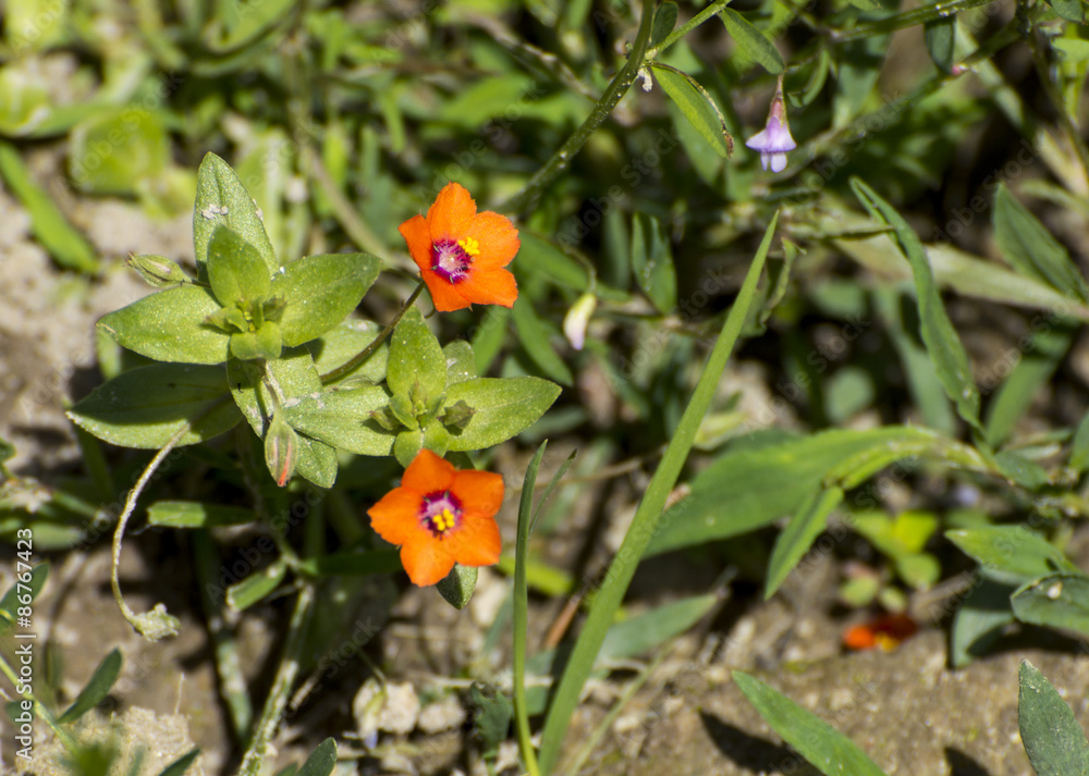 Obraz premium Small orange flowers