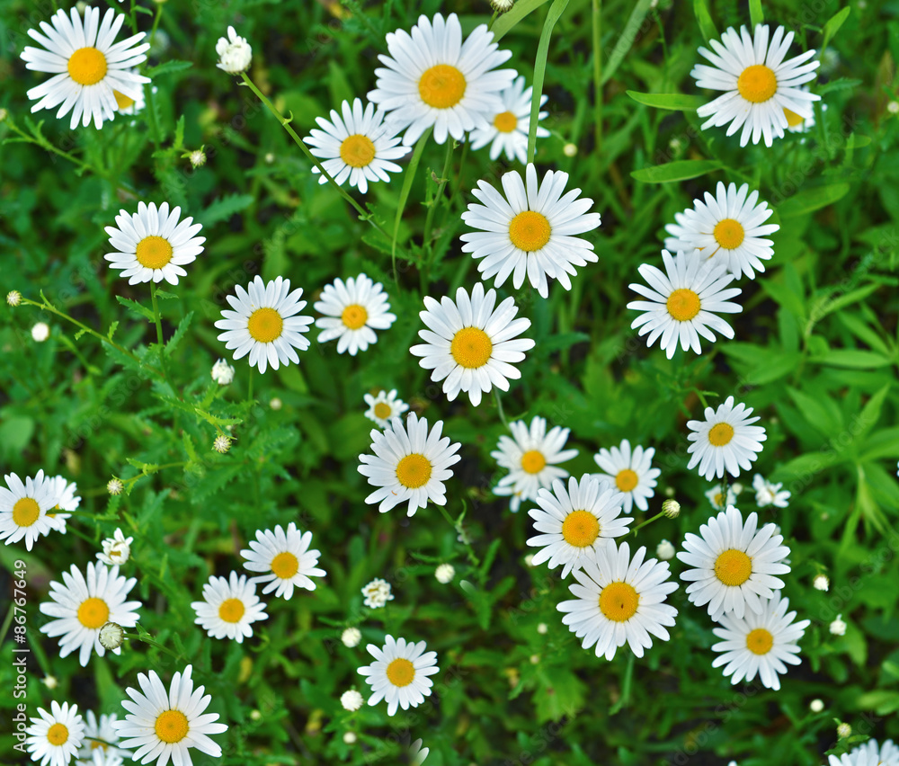 Close up of daisy flowers Close up of daisy flowers