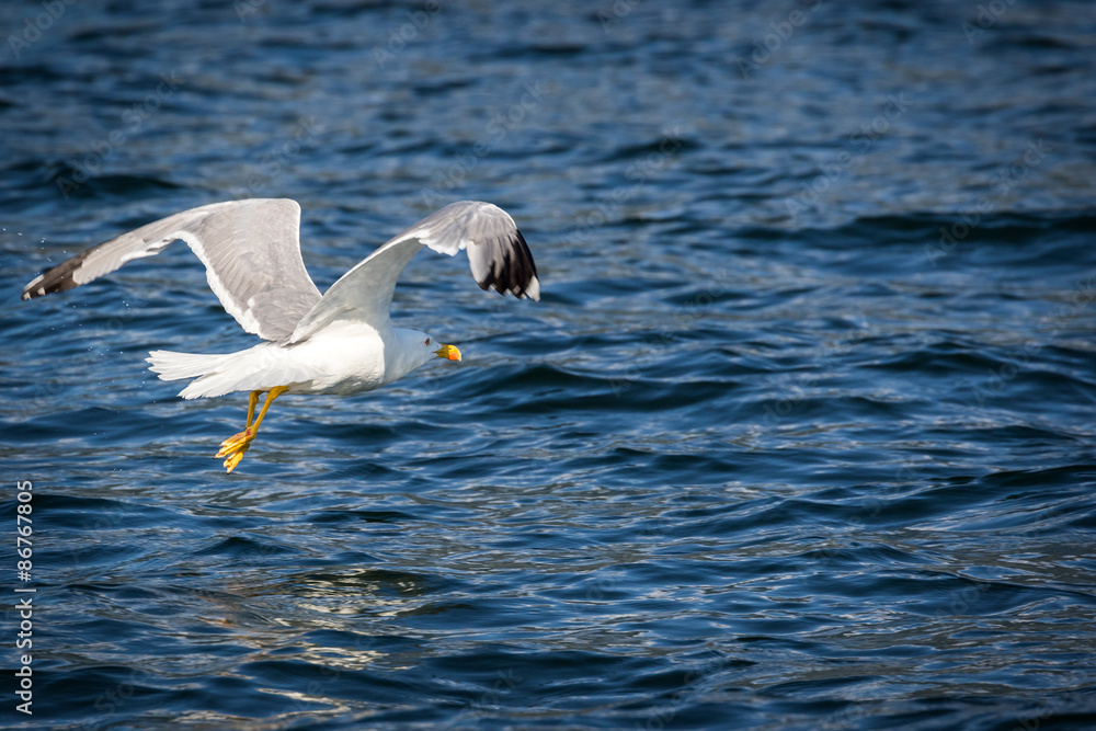 Fototapeta premium Gabbiano reale mediterraneo - (Larus michahellis)
