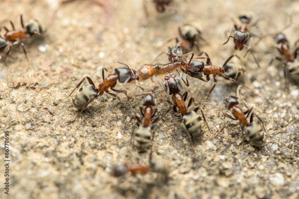 Swarm Of Ants Fights For Food Macro Close Up Swarm Of Ants Fights For Food Macro Close Up