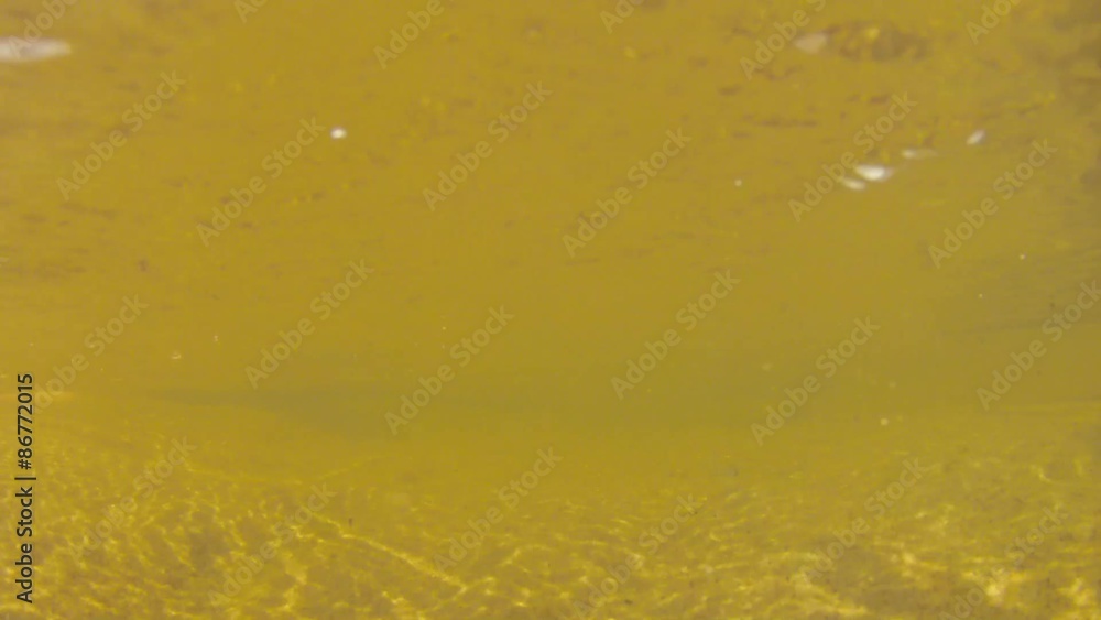 underwater shot of toddler playing at the beach underwater shot of toddler playing at the beach