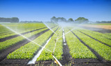 watering crops