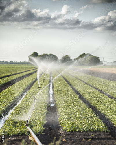watering crops photo