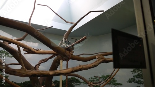 monkeys behind glass at a zoo photo