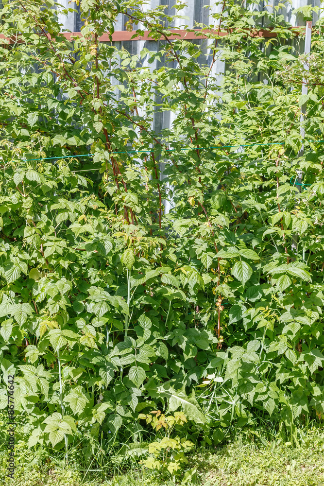 Fototapeta premium Raspberry in the vegetable garden. Household plot. Dacha.