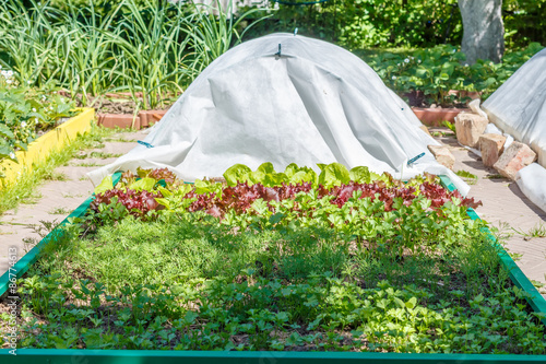 Leaf vegetable. Cilantro, parsley, dill and  lettuce in seedbed. Vegetable garden. Household plot. Dacha.