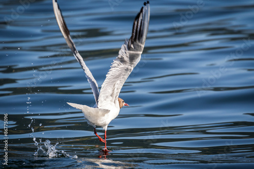 gabbiano comune - walk on water - (Chroicocephalus ridibundus) 