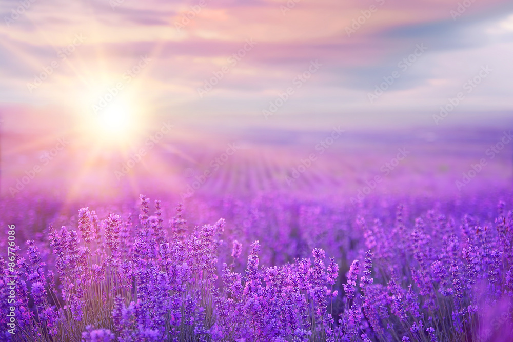Sunset over a lavender field. - obrazy, fototapety, plakaty 