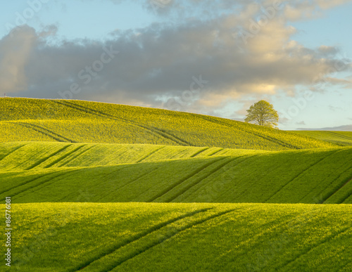 Summer fields