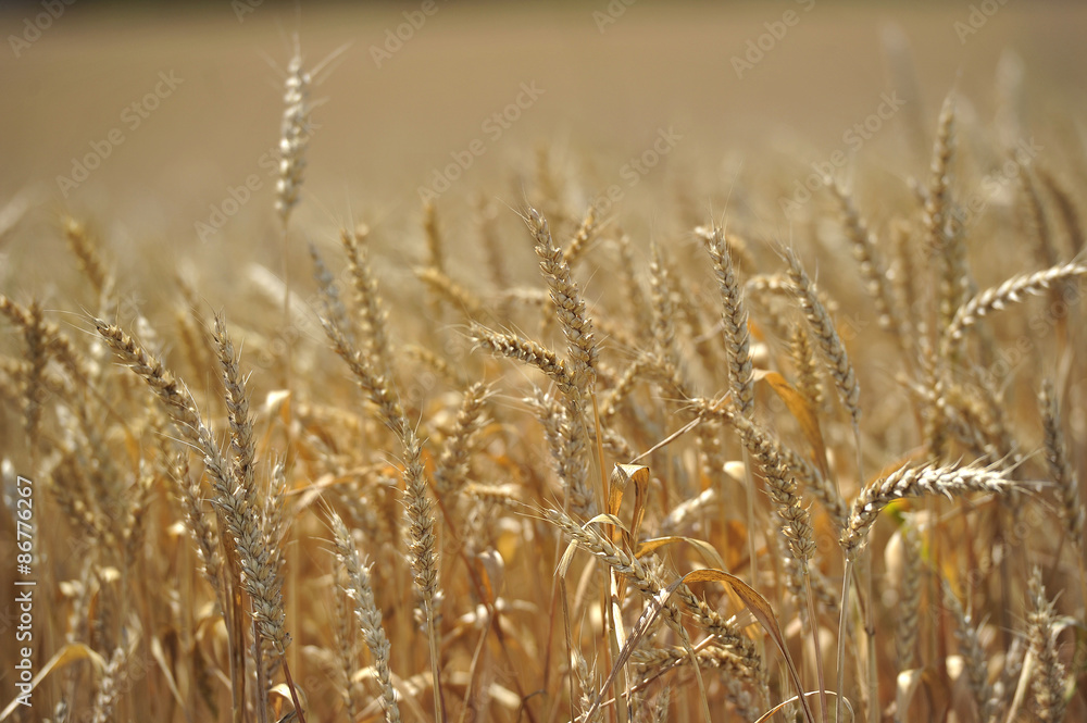 Fototapeta premium Wheat