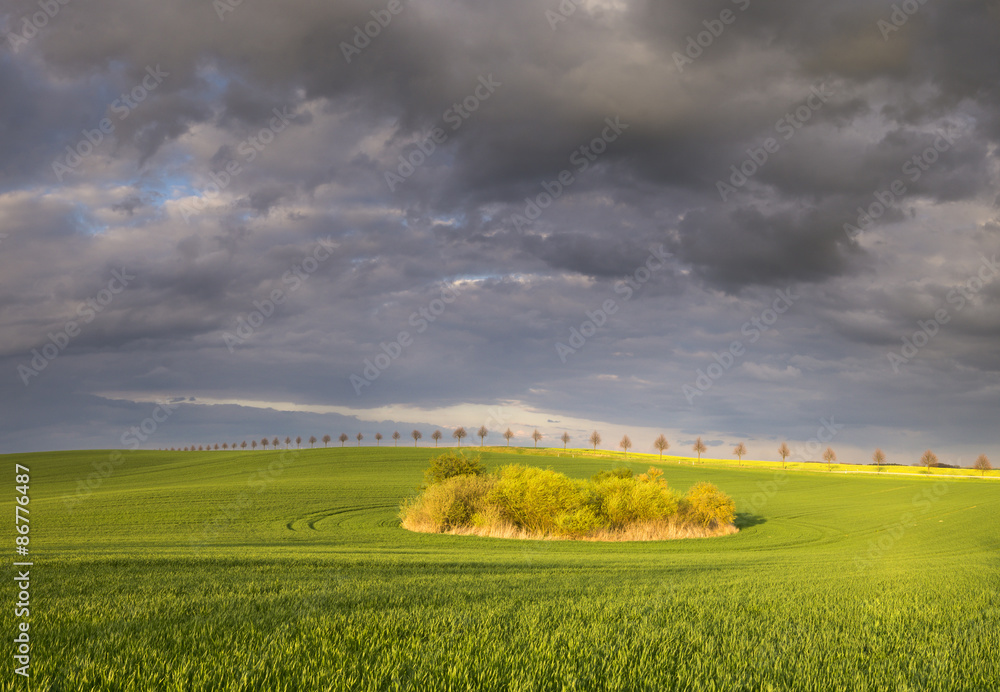 Obraz premium Summer fields