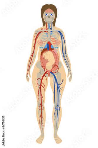Anatomy of a pregnant woman
