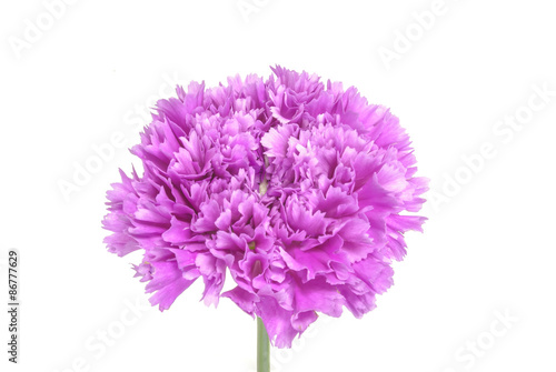 カーネーション