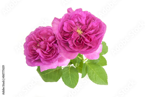 イングリッシュローズ