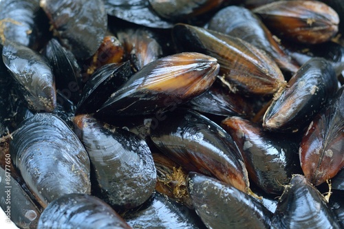 Fresh mussels useful from the sea