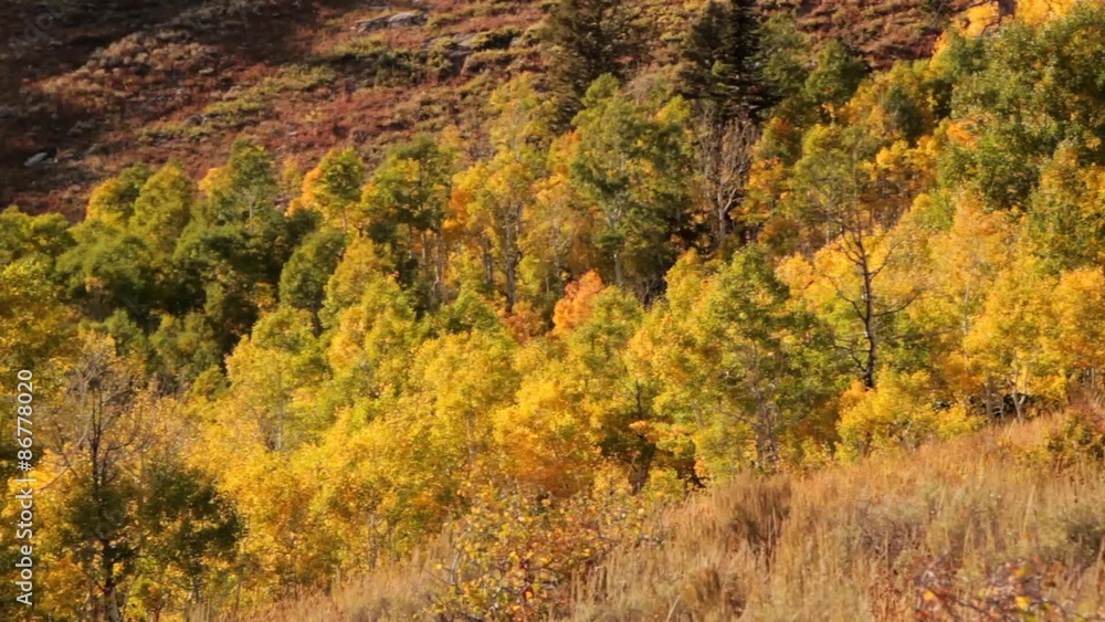 Mountain Fall Colors Panning Shot Mountain Fall Colors Panning Shot