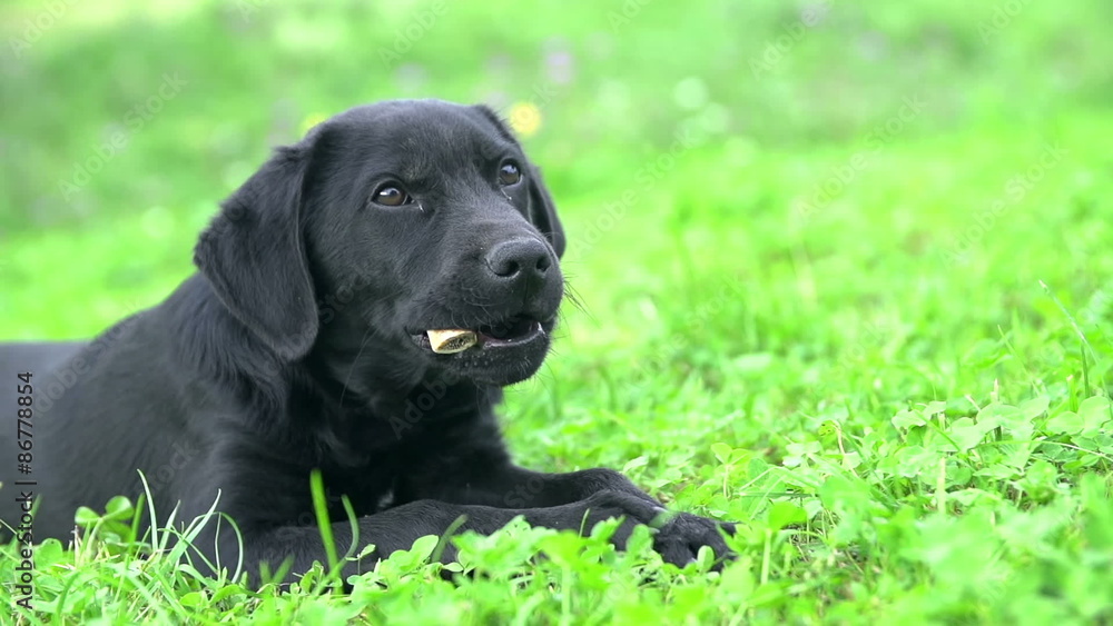 Cute dog on grass playing with bone in Slow motion Cute dog on grass playing with bone in Slow motion