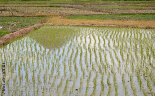 reflection of mountain on paddy field photo