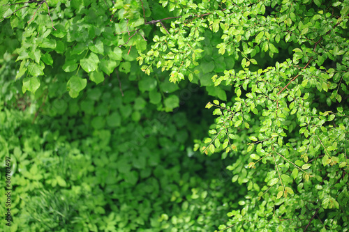 Summer in the city park landscape