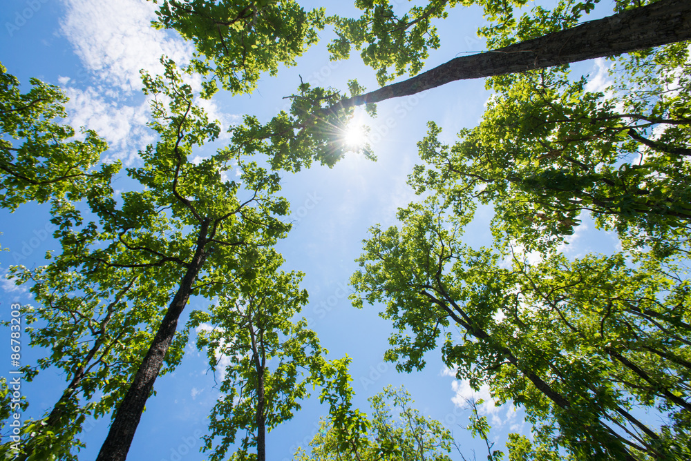 Fototapeta premium Trees in forest