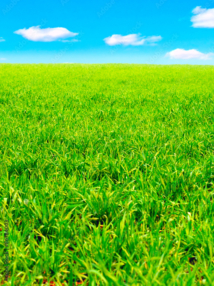 Fototapeta premium Summer Field