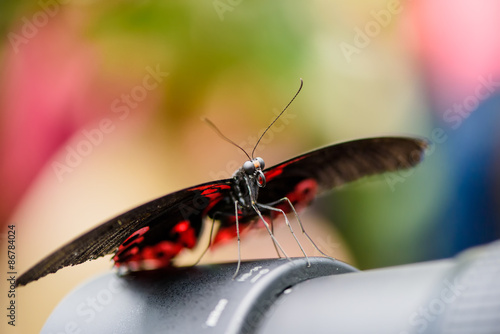 Swallowtail Butterfly (Papilio rumanzovia, Schwalbenschwanz) sitting on a camera lens