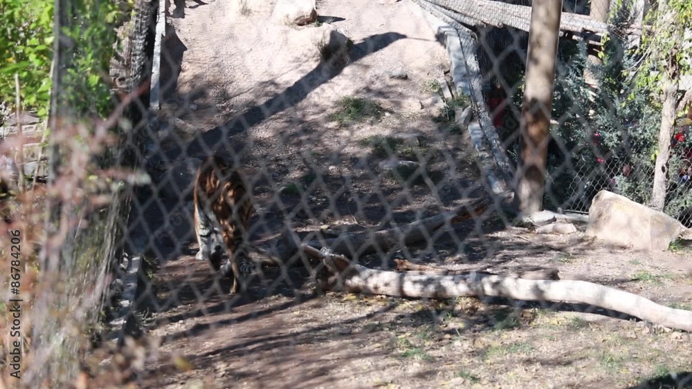 siberian tiger in zoo siberian tiger in zoo