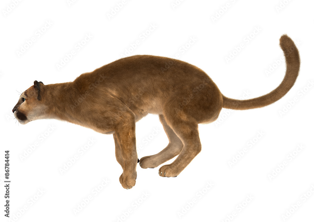 cómo Nominal federación Big Cat Puma ilustración de Stock | Adobe Stock