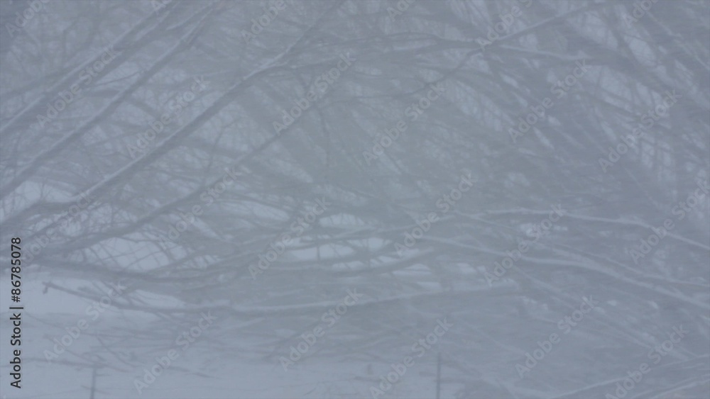 Trees in the major winter blizzard wind Trees in the major winter blizzard wind