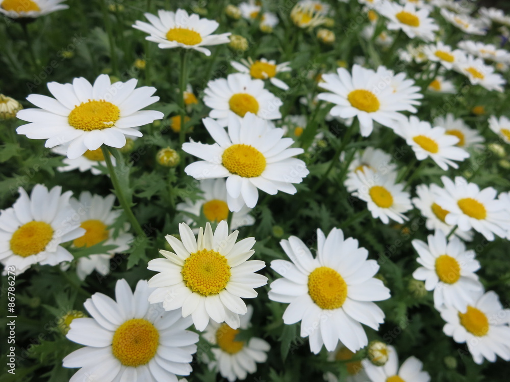 春の花 マーガレット 春の花 マーガレット