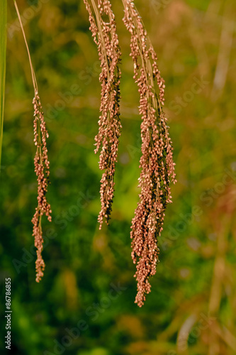 Field of Proso millet, Maharashtra, India photo