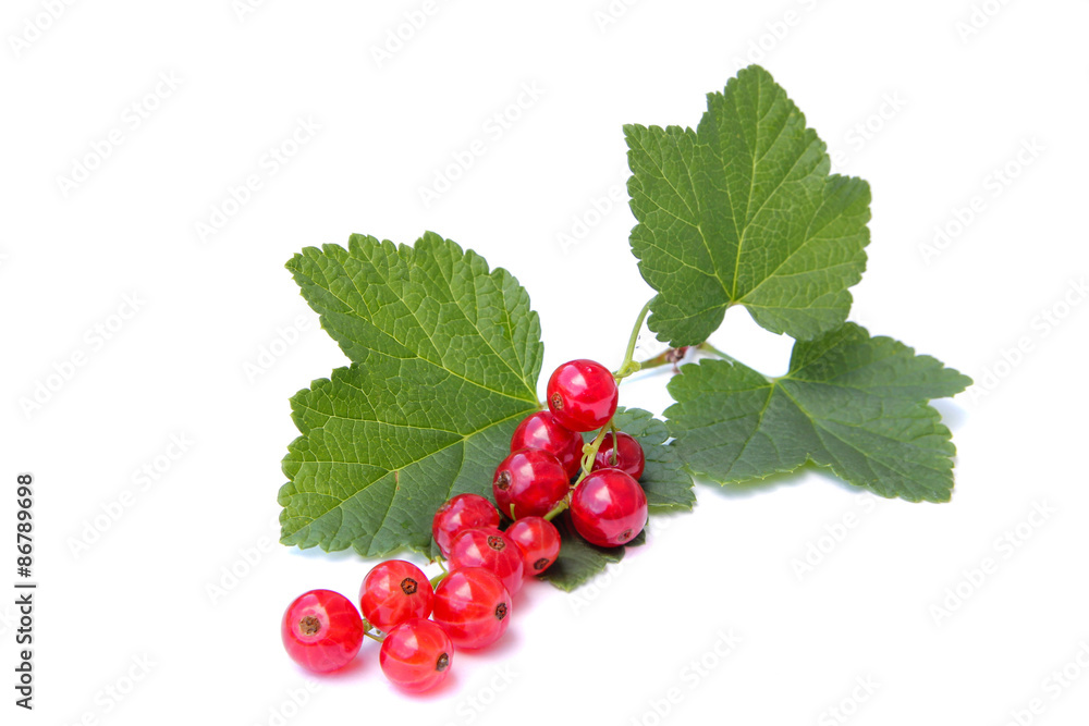 red currants on a white background red currants on a white background
