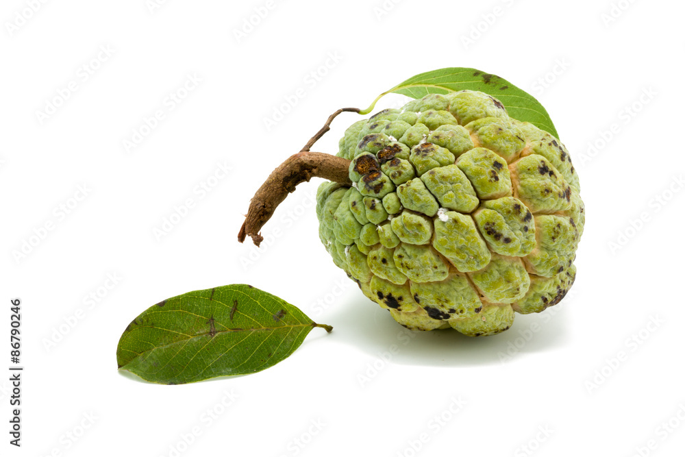 Sugar Apple (custard apple, Annona, sweetsop) Sugar Apple (custard apple, Annona, sweetsop)