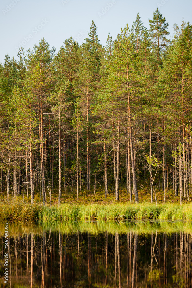 Obraz premium Serene sunny morning forest reflection