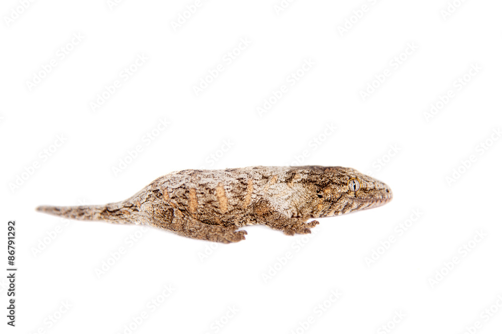 The New Caledonian giant gecko on white The New Caledonian giant gecko on white