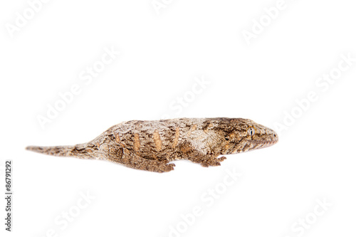 The New Caledonian giant gecko on white photo