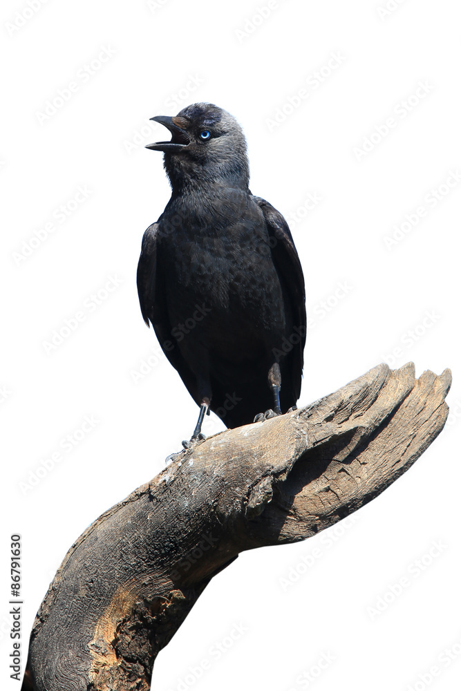 Fototapeta premium Wild Jackdaw