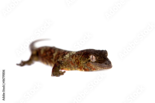 Mossy New Caledonian gecko isolated on white photo