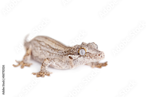 The gargoyle, New Caledonian bumpy gecko on white