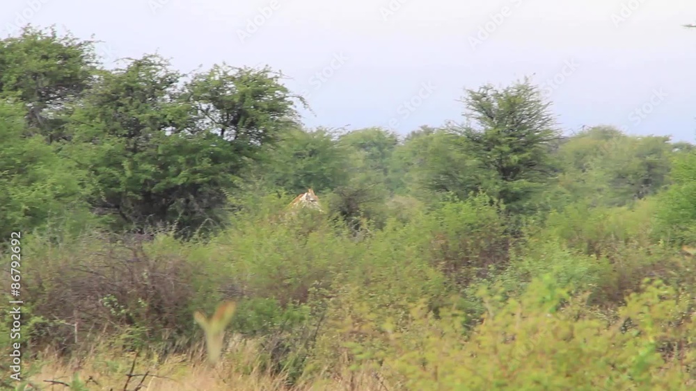 Giraffe head above trees Giraffe head above trees
