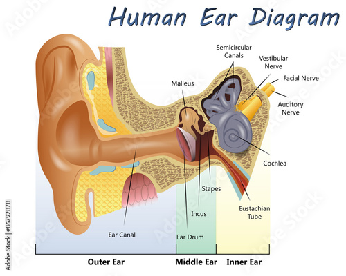 Human Ear Diagram photo